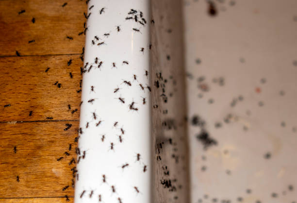 Flea Control Services in Long Beach, MD